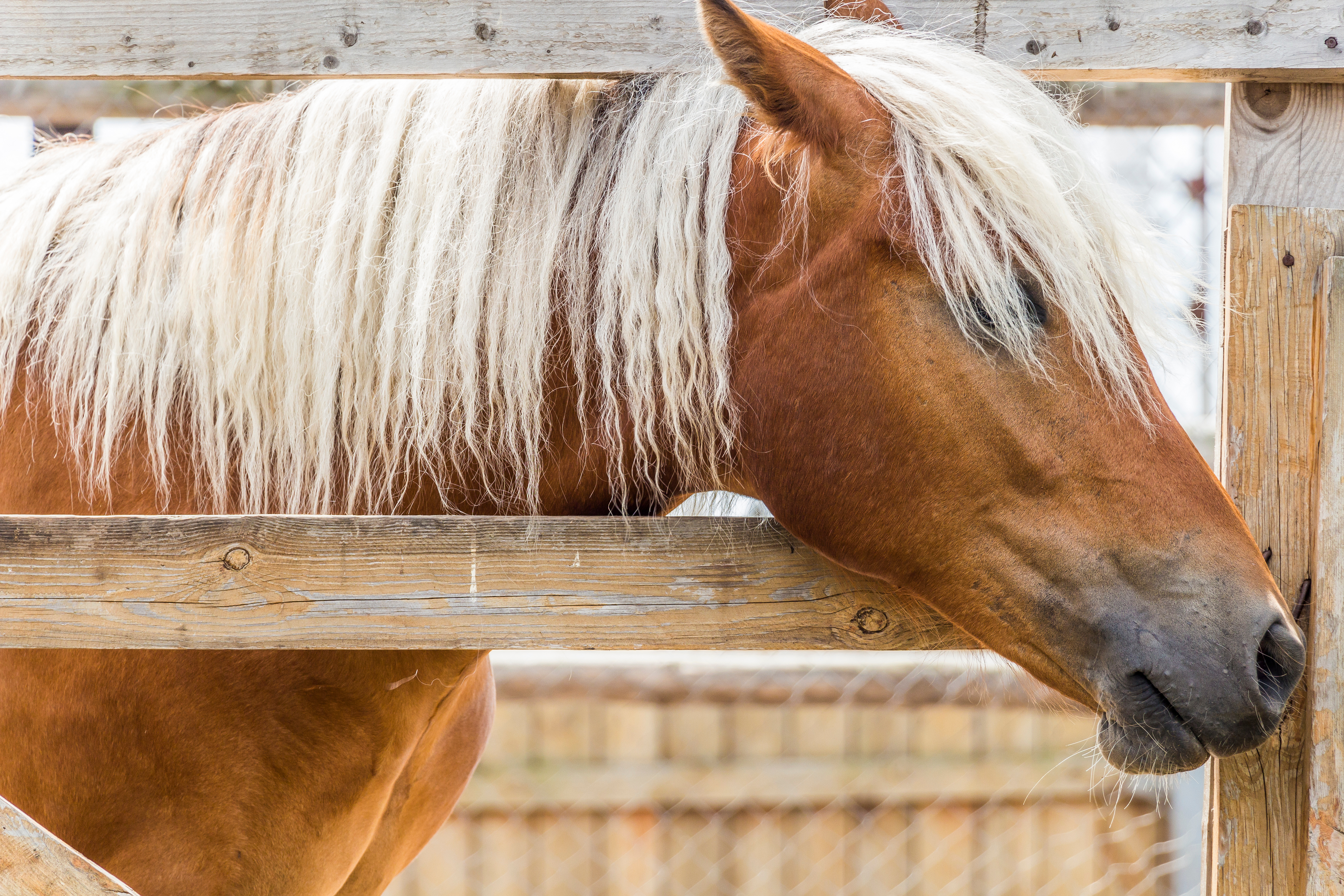 Horse Safety 101: Choosing The Right Fencing Material - Horseyard.com.au