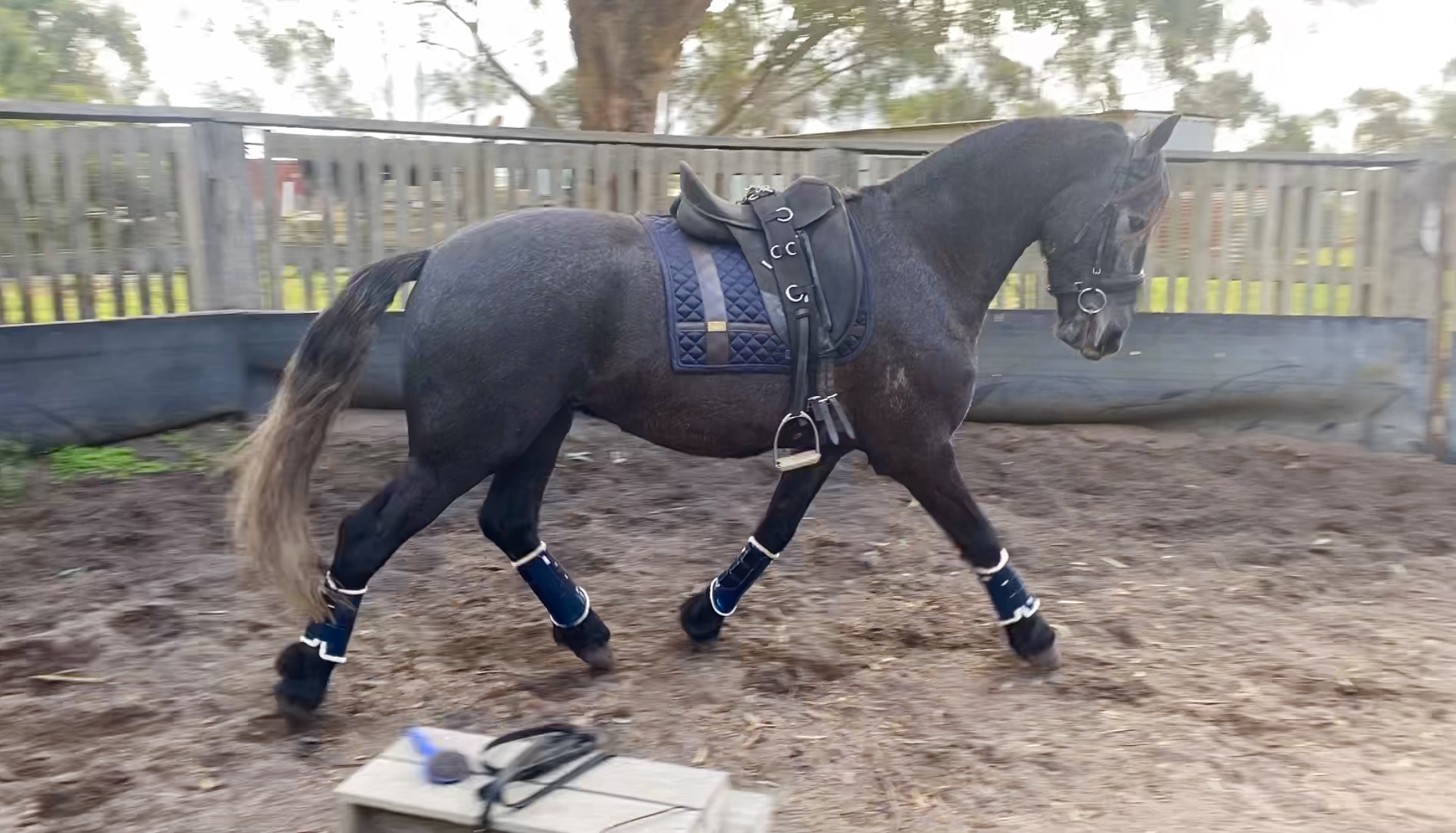 Friesian x Andalusian on HorseYard.com.au