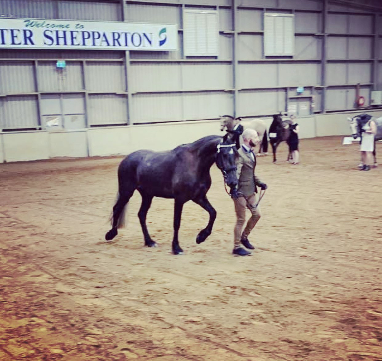 Friesian x Andalusian on HorseYard.com.au