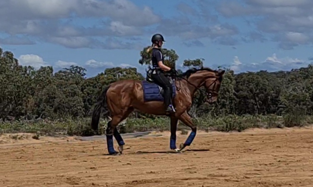 QUALITY MARE on HorseYard.com.au