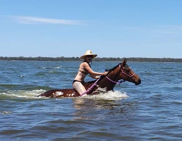 QUALITY MARE on HorseYard.com.au
