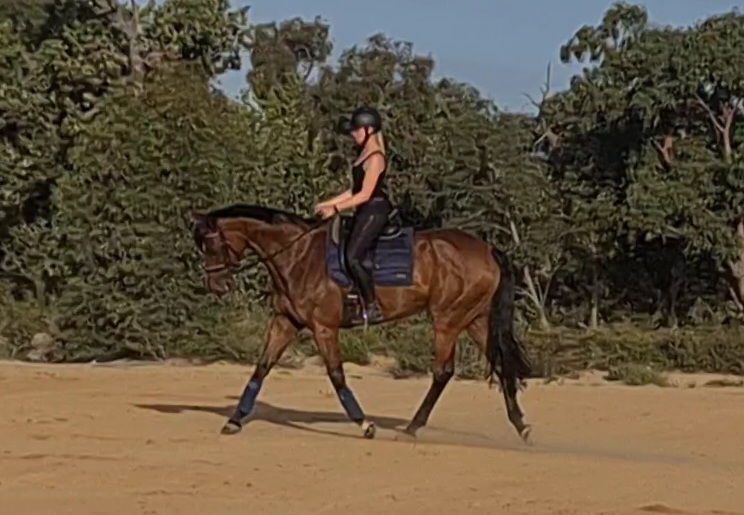 QUALITY MARE on HorseYard.com.au