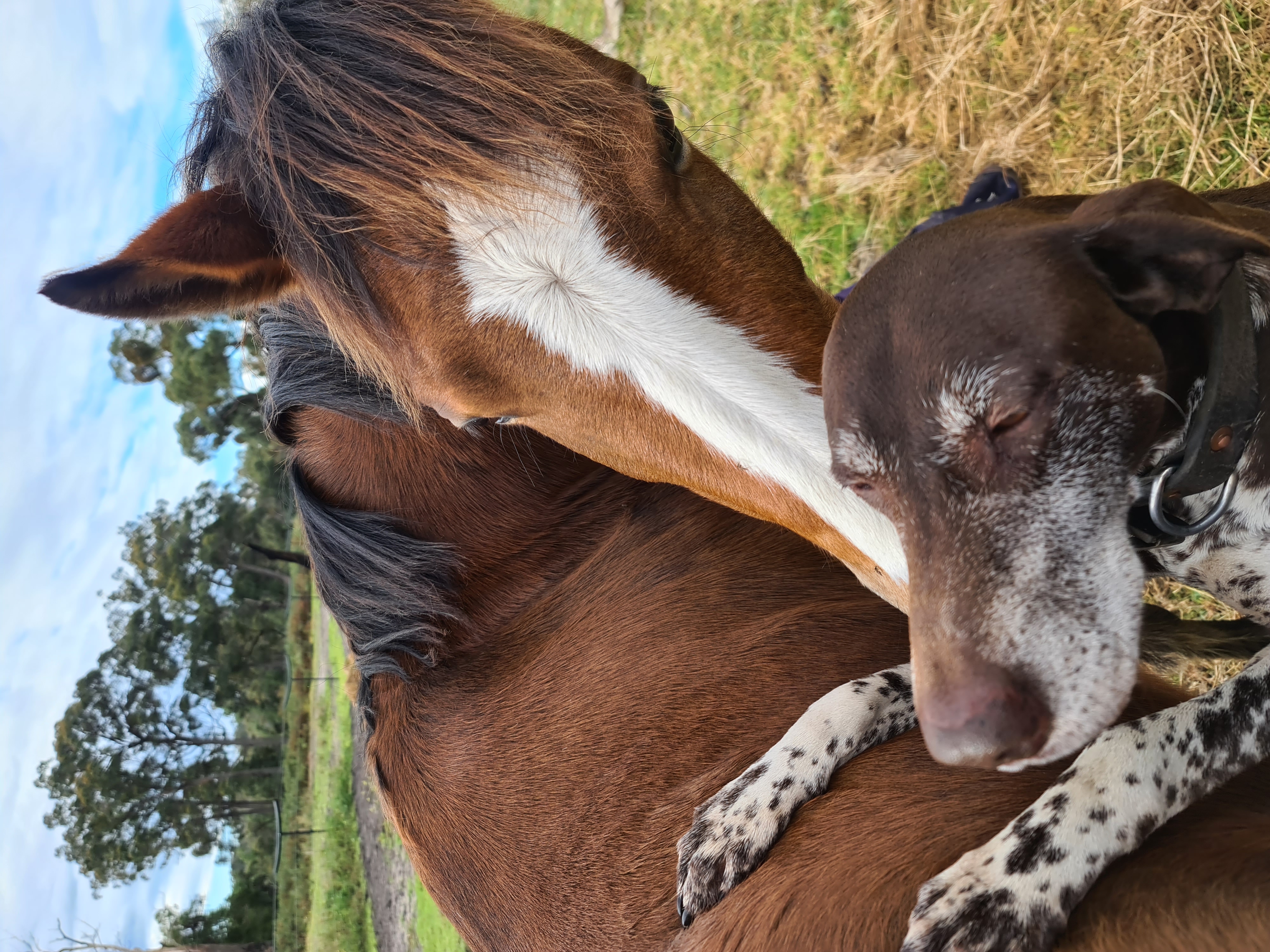 Royal Quality Large Hunter Pony on HorseYard.com.au