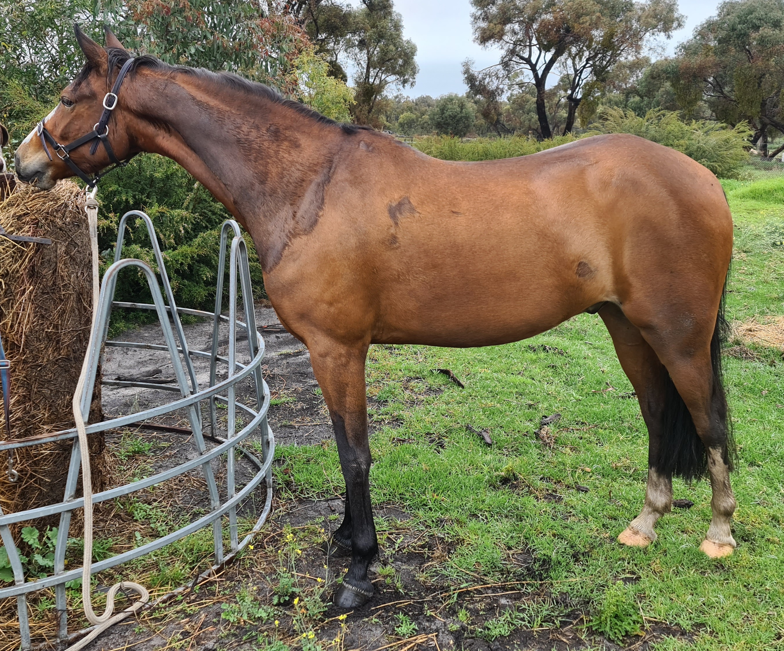 Royal Quality Large Hunter Pony on HorseYard.com.au