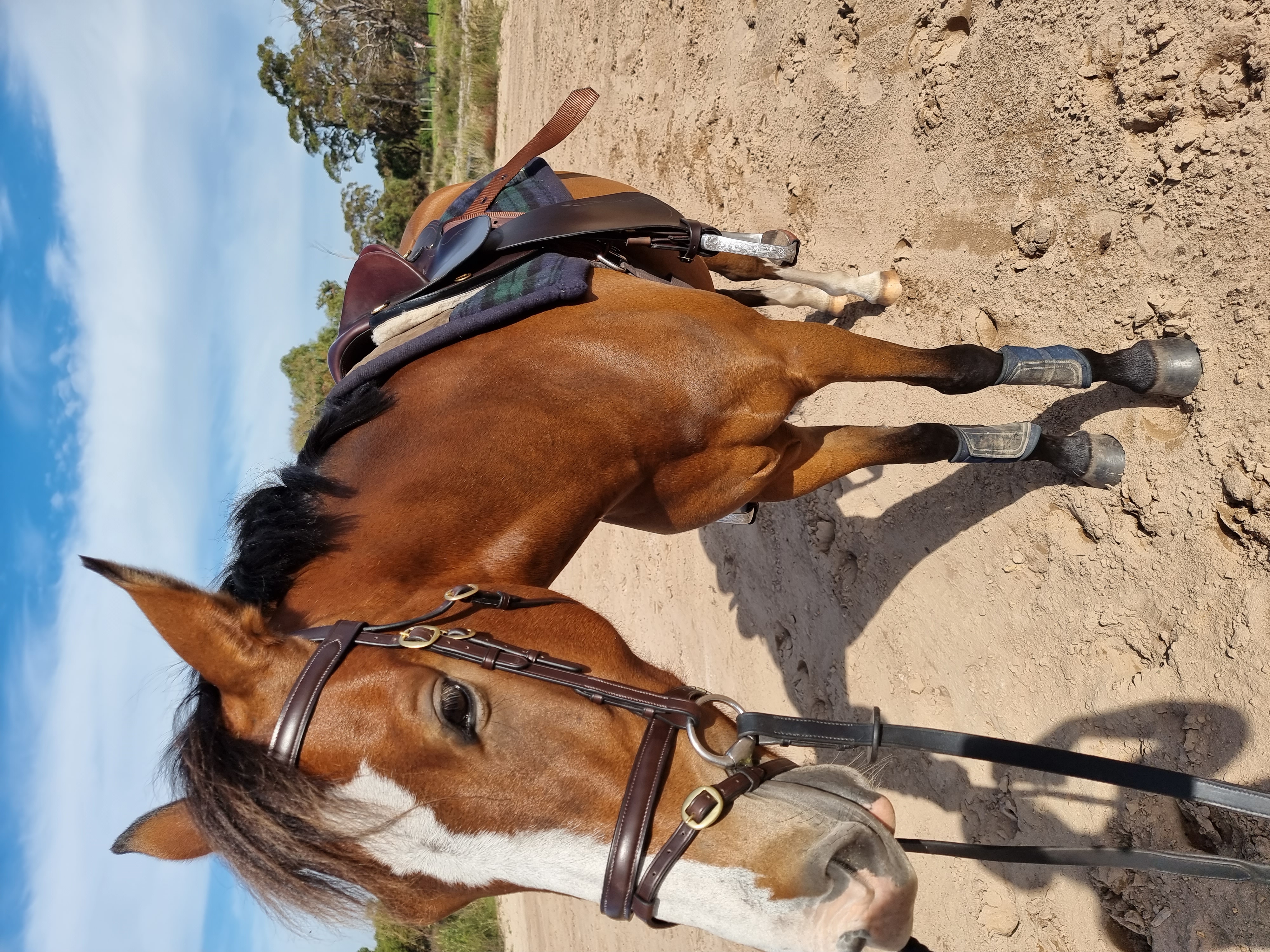 Royal Quality Large Hunter Pony on HorseYard.com.au