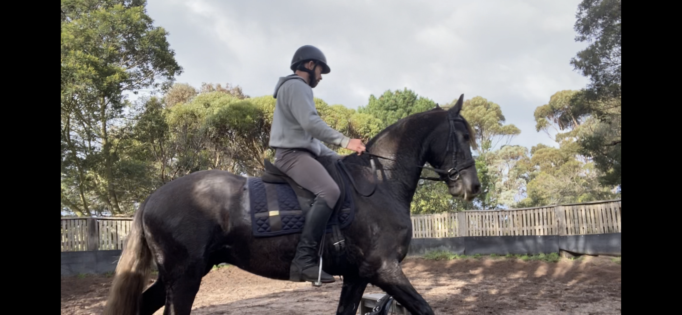 Friesian x Andalusian on HorseYard.com.au