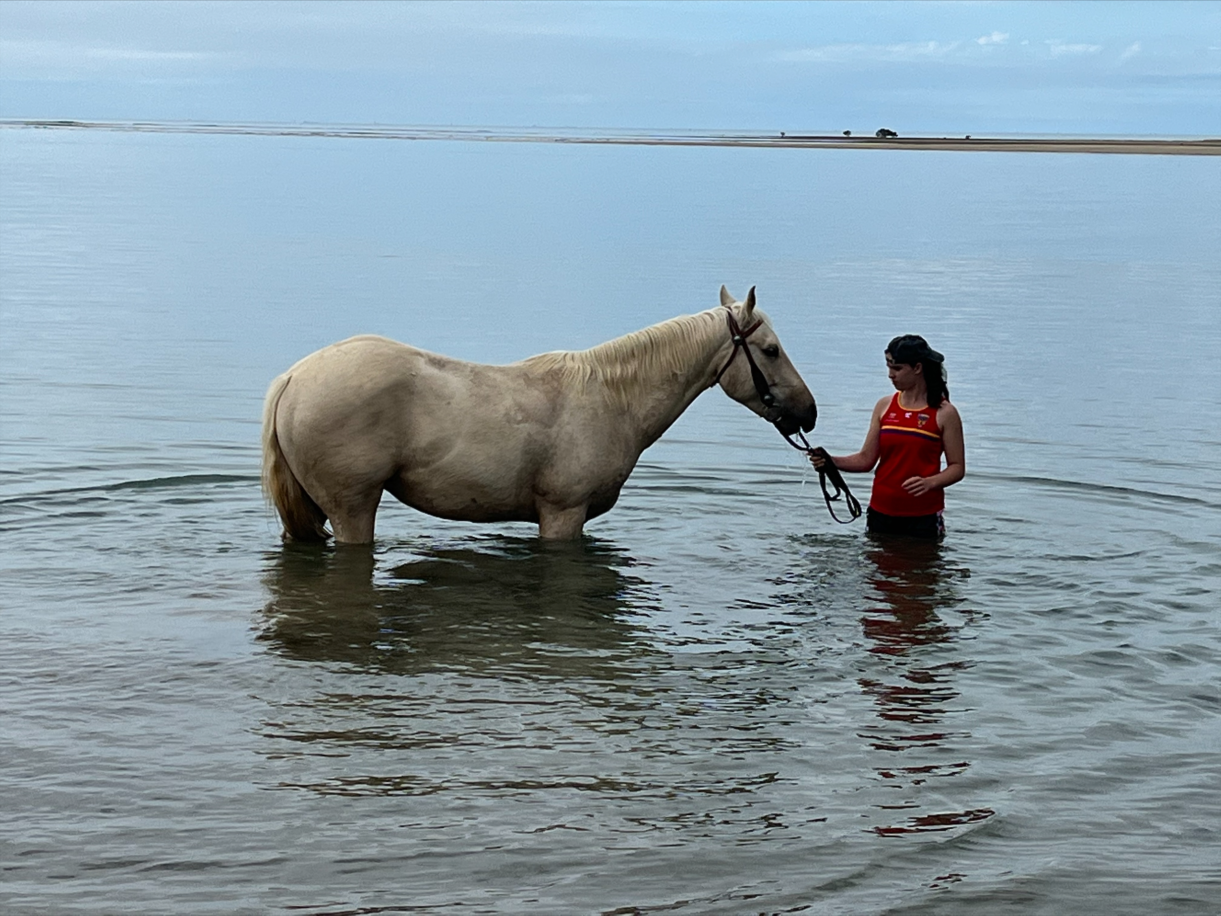 4yr old Palomino & 3yr old Palomino Quarter Horses on HorseYard.com.au