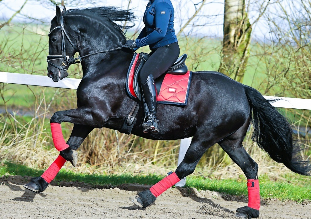 A stunning 7½ years old black pure bred Friesian stallion. on HorseYard.com.au