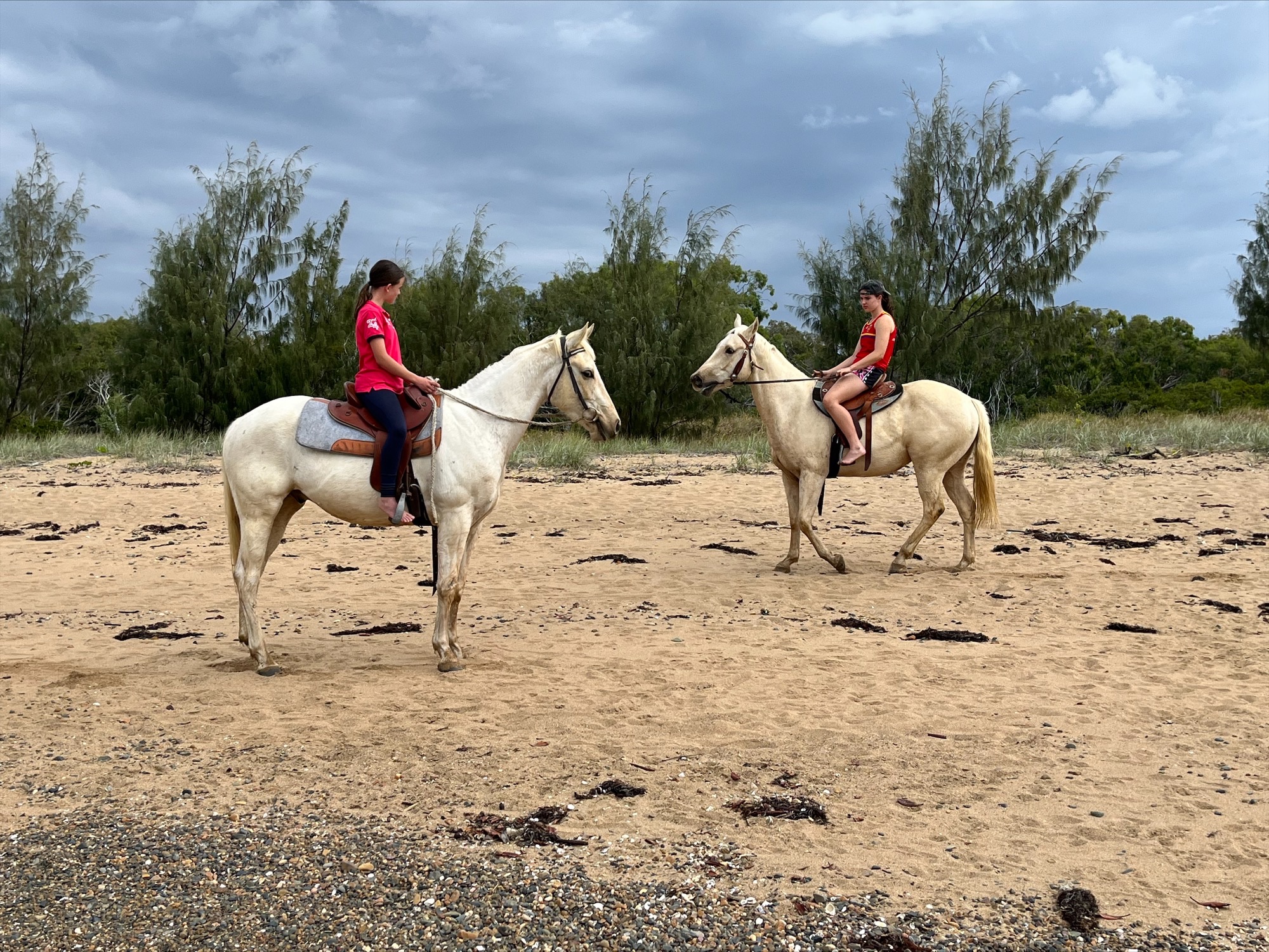 4yr old Palomino & 3yr old Palomino Quarter Horses on HorseYard.com.au