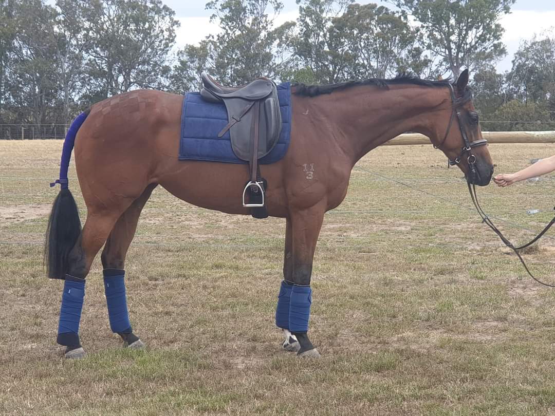 QUALITY MARE on HorseYard.com.au
