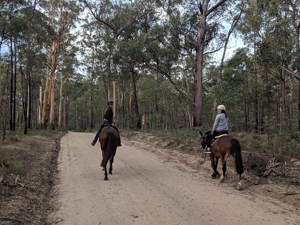 QUALITY MARE on HorseYard.com.au