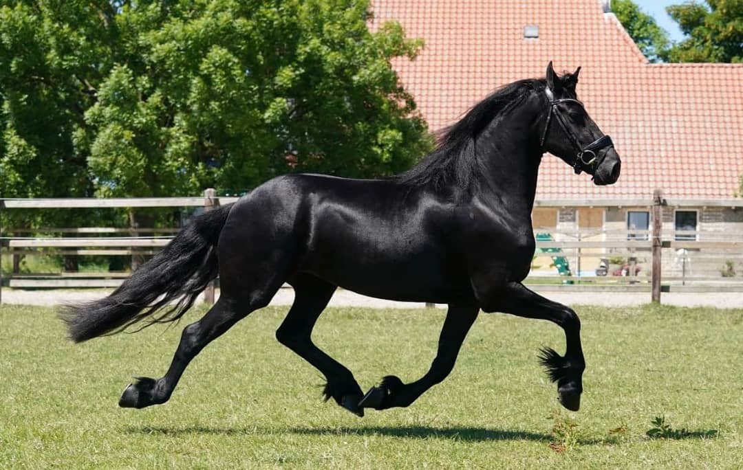 Lovely 4 Years Old Friendly Friesian . on HorseYard.com.au