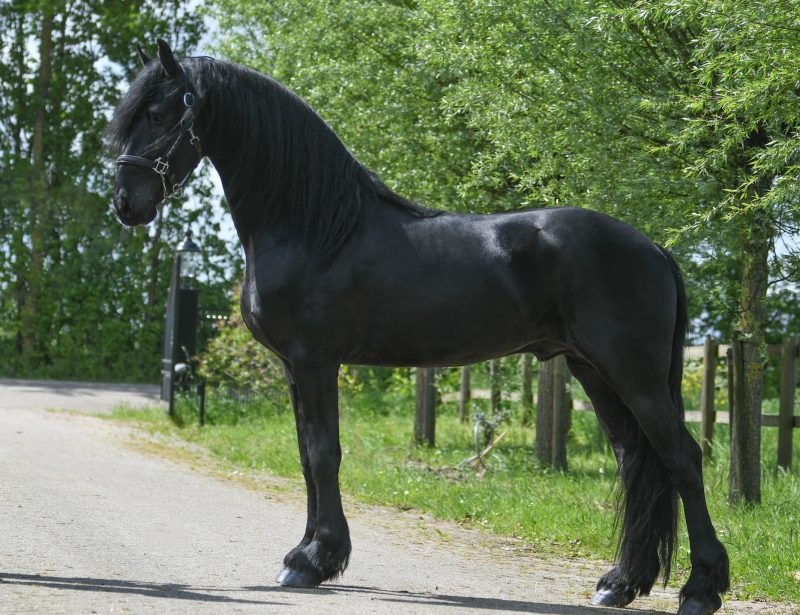 Friesian Gelding. on HorseYard.com.au