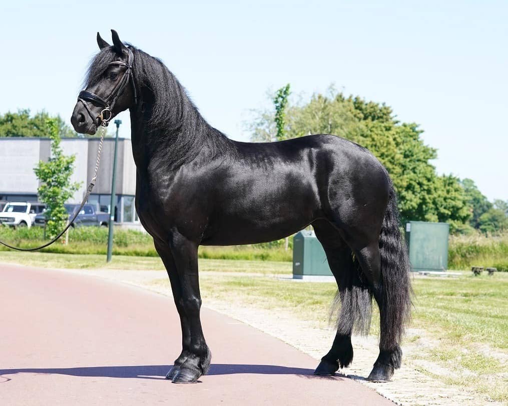 Outstanding Friesian Gelding Horse For Sale. Koko . on HorseYard.com.au