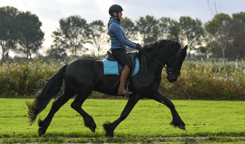 Yard guy friesian gelding horse for sale . on HorseYard.com.au