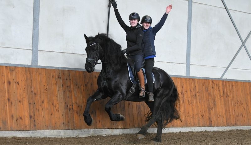 Uncreatedable Friesian gelding horse on HorseYard.com.au