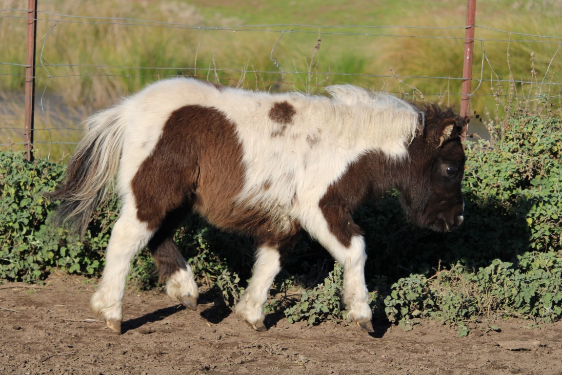 Black Buckskin Pinto Miniature Filly on HorseYard.com.au