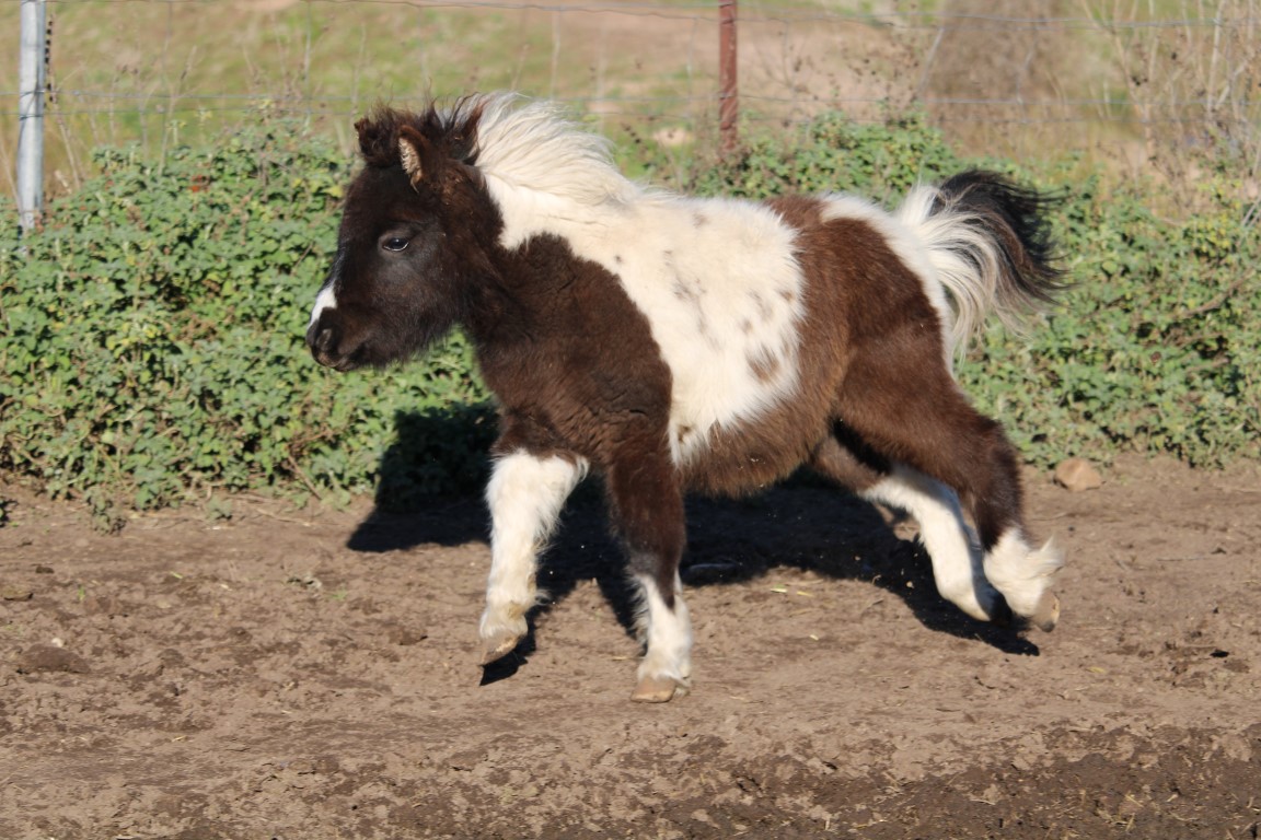 Black Buckskin Pinto Miniature Filly on HorseYard.com.au