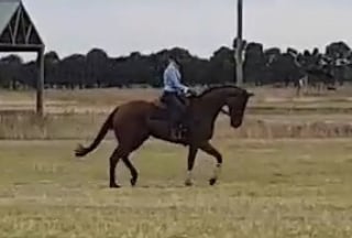 QUALITY MARE on HorseYard.com.au