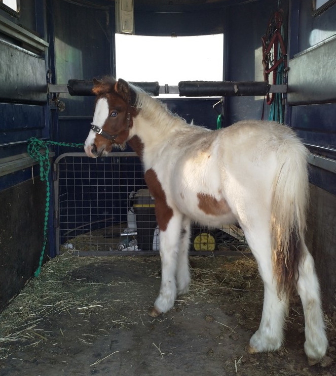 Weanling Filly on HorseYard.com.au