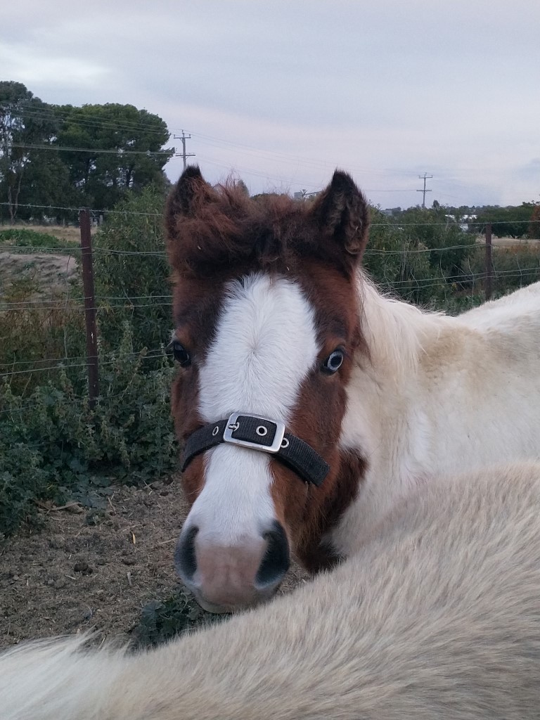 Weanling Filly on HorseYard.com.au