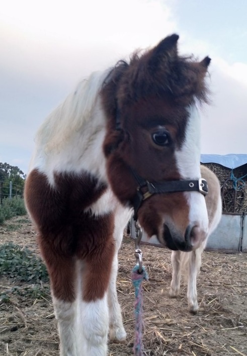 Weanling Filly on HorseYard.com.au
