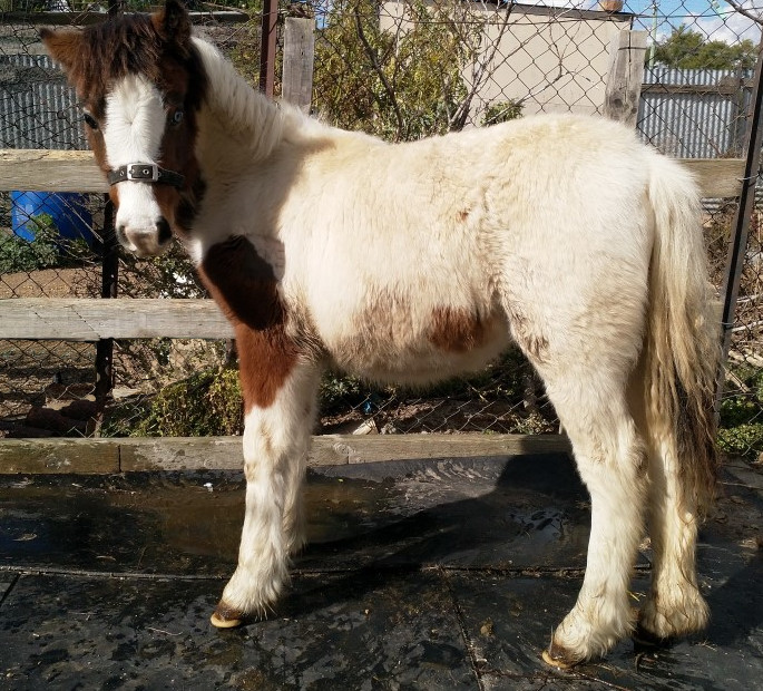 Weanling Filly on HorseYard.com.au