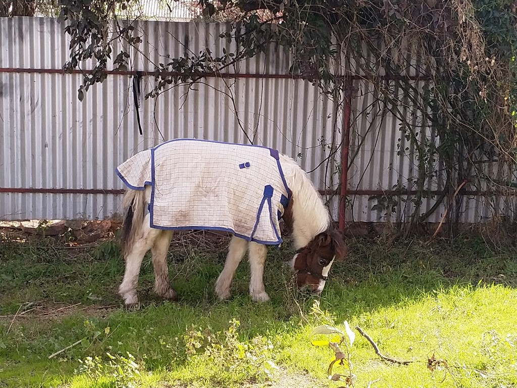 Weanling Filly on HorseYard.com.au