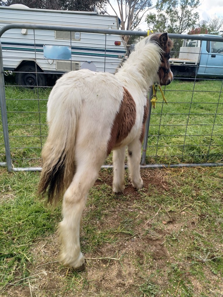 Weanling Filly on HorseYard.com.au