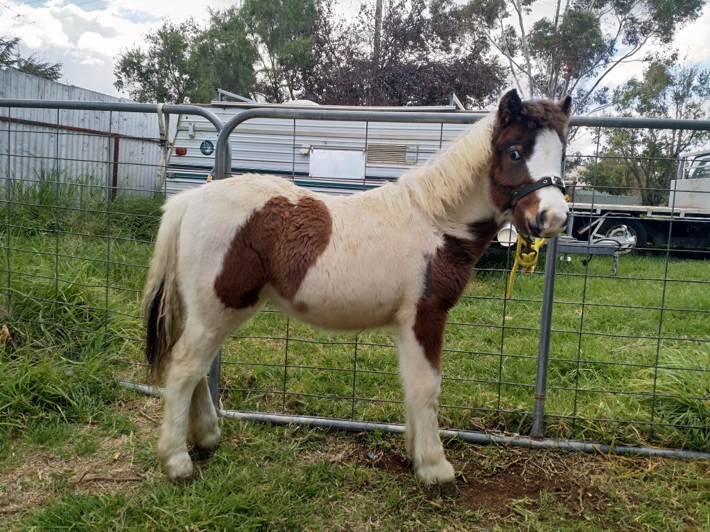 Weanling Filly on HorseYard.com.au
