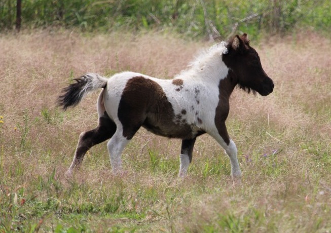 Black Buckskin Pinto Miniature Filly on HorseYard.com.au