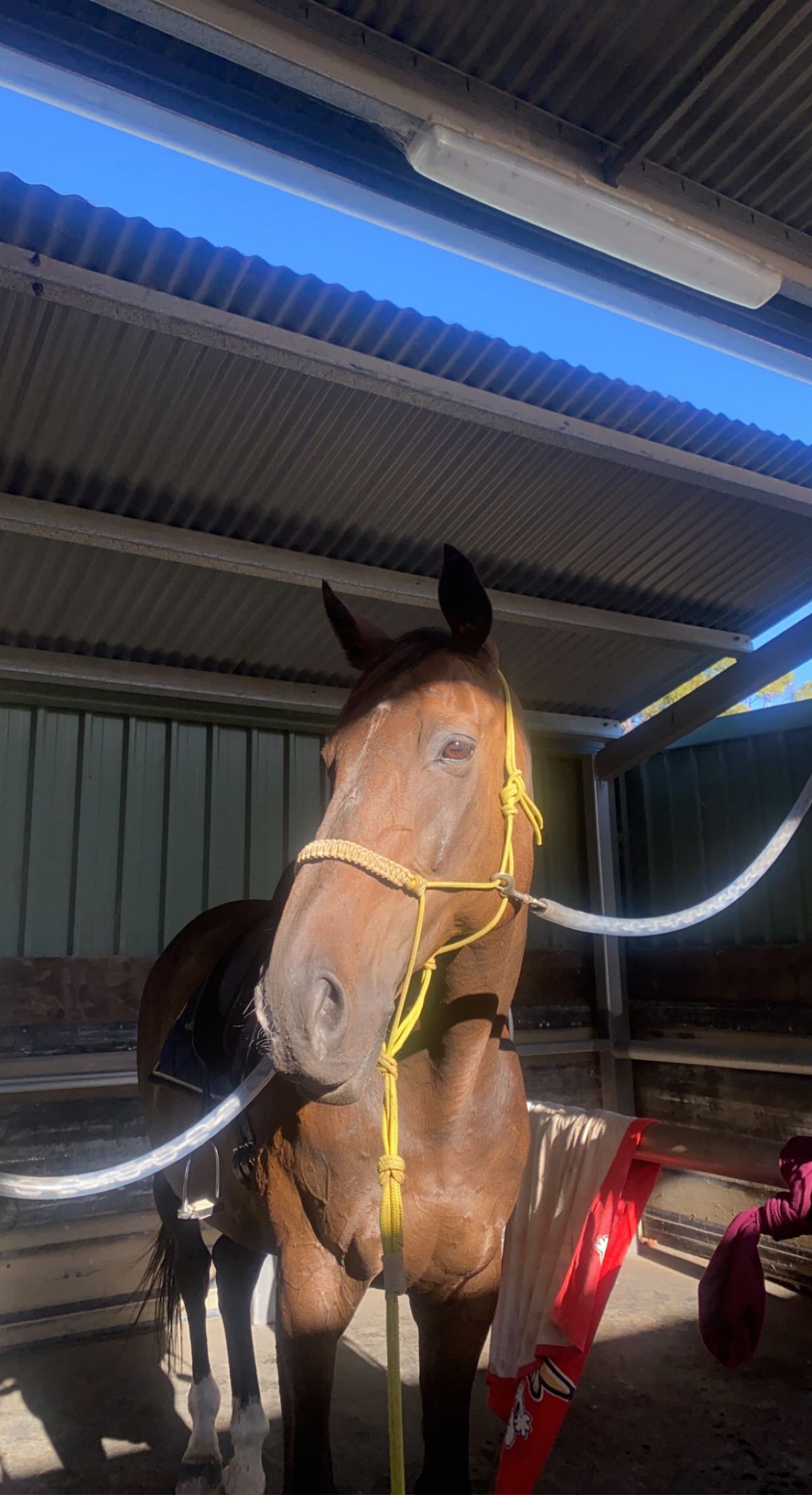 Our Craftsman on HorseYard.com.au