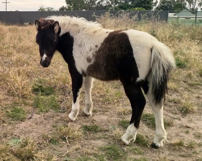 Black Buckskin Pinto Miniature Filly on HorseYard.com.au