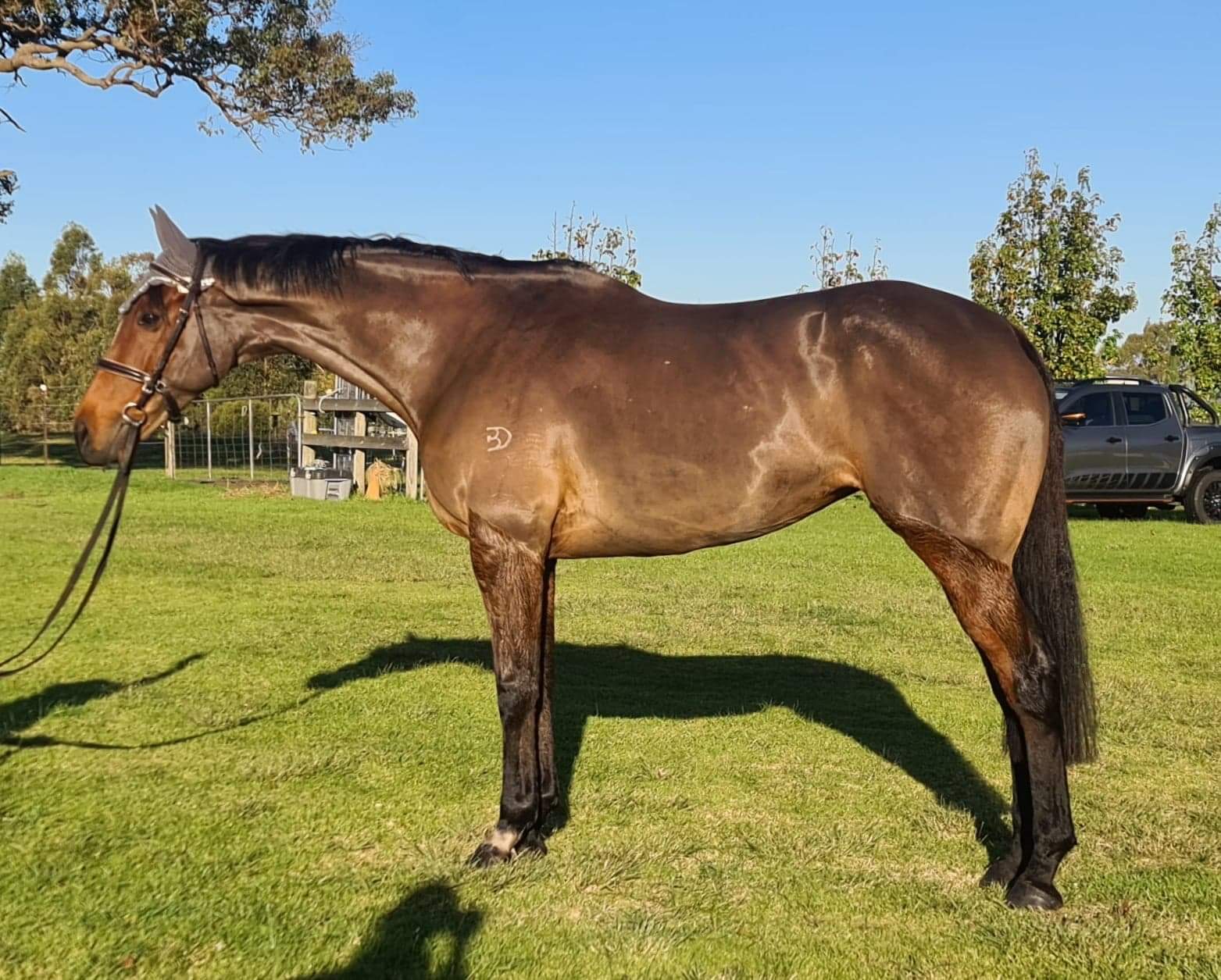 QUALITY MARE on HorseYard.com.au