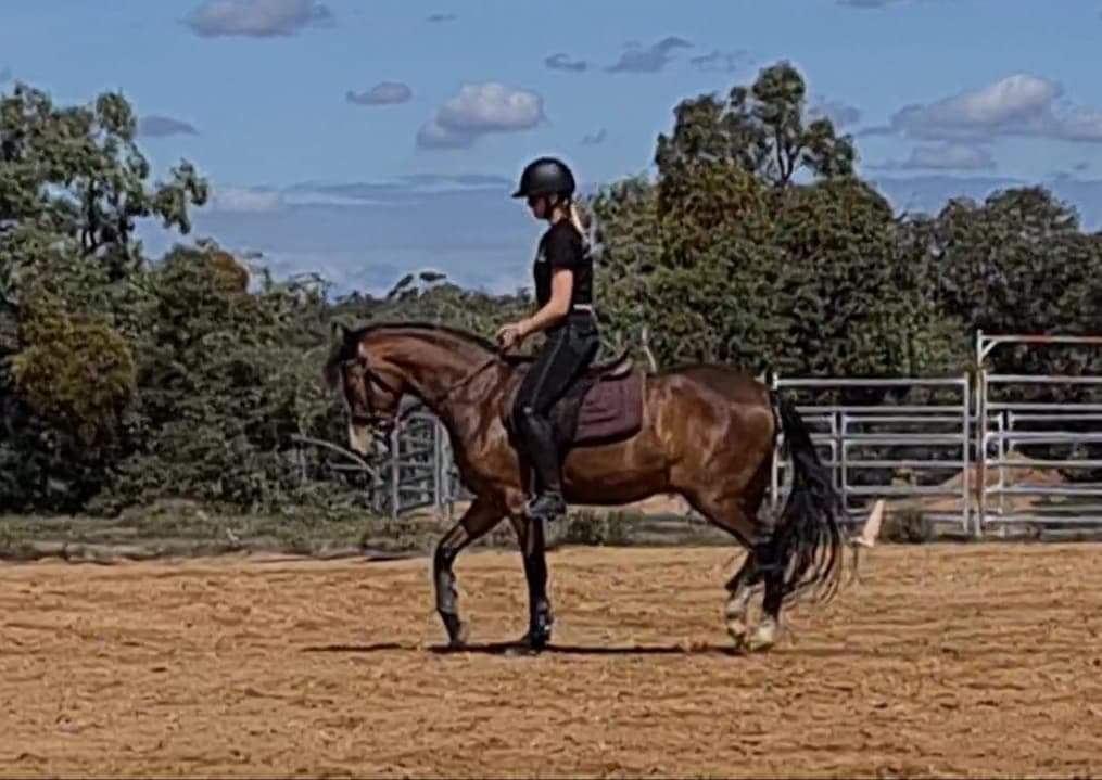 Royal Quality Large Hunter Pony on HorseYard.com.au