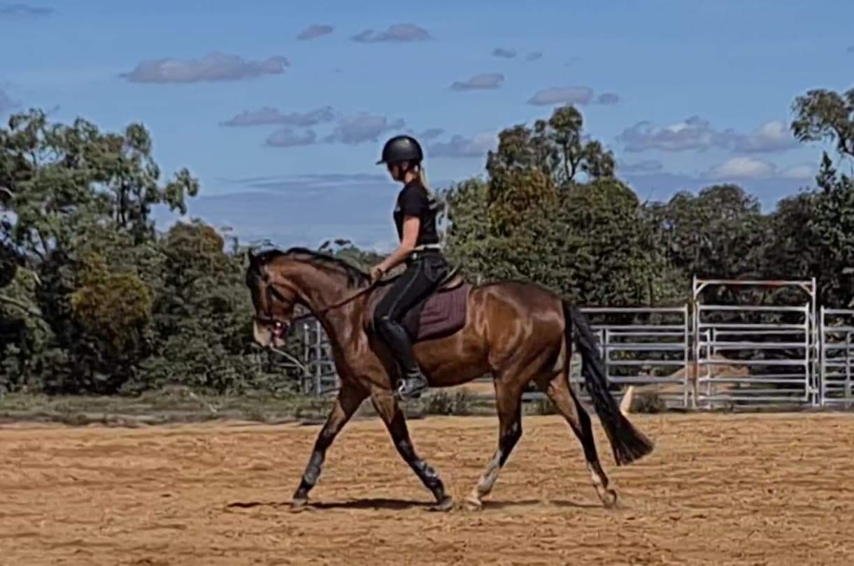 Royal Quality Large Hunter Pony on HorseYard.com.au