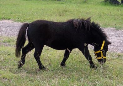 Miniature Horse/Pony Mare on HorseYard.com.au