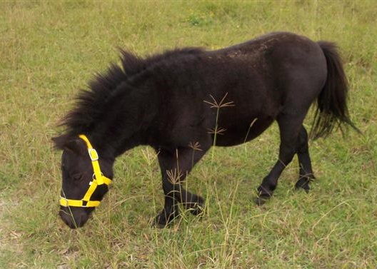 Miniature Horse/Pony Mare on HorseYard.com.au