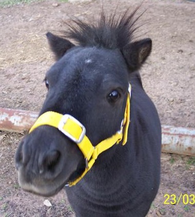 Miniature Horse/Pony Mare on HorseYard.com.au