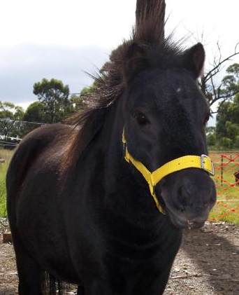 Miniature Horse/Pony Mare on HorseYard.com.au