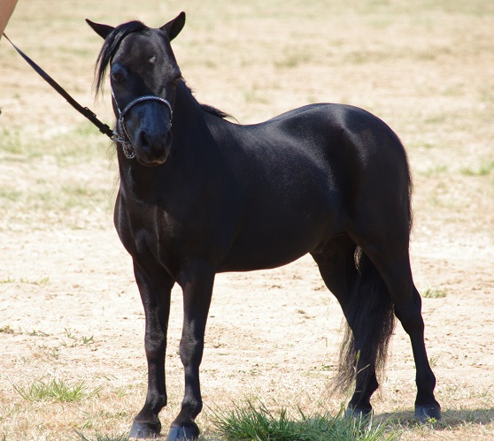 Miniature Horse/Pony Mare on HorseYard.com.au