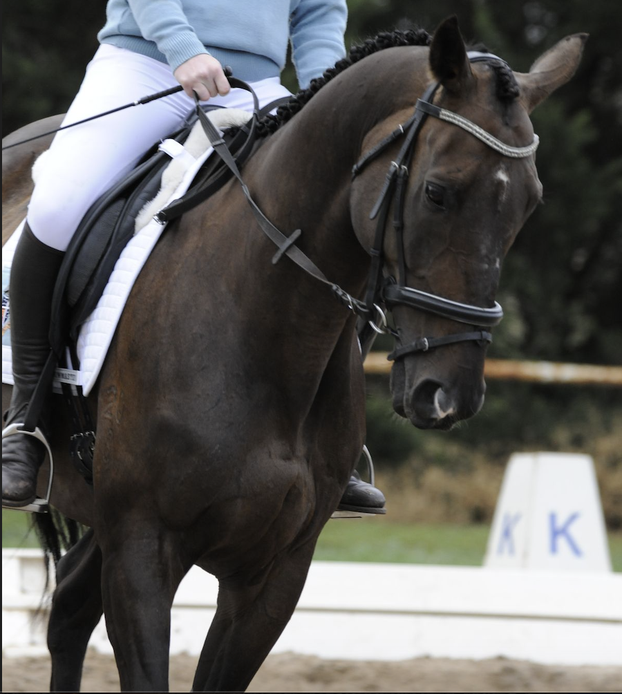 Our Craftsman on HorseYard.com.au