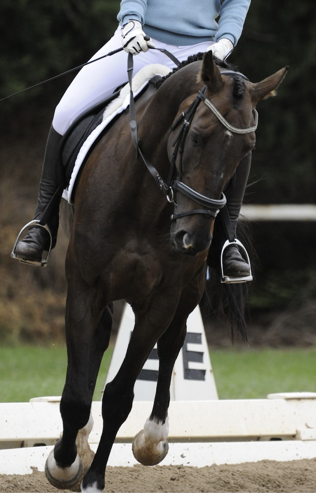 Our Craftsman on HorseYard.com.au
