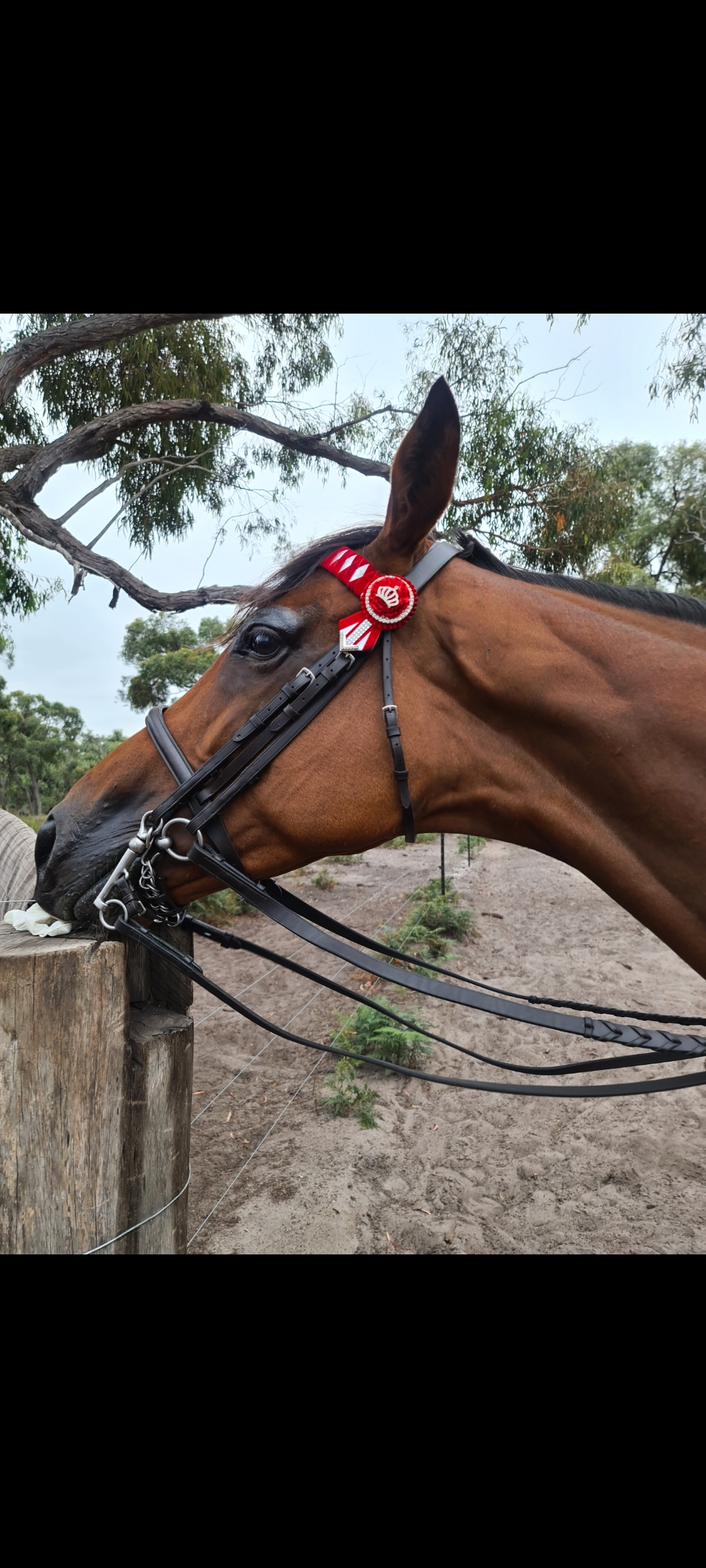 QUALITY MARE on HorseYard.com.au