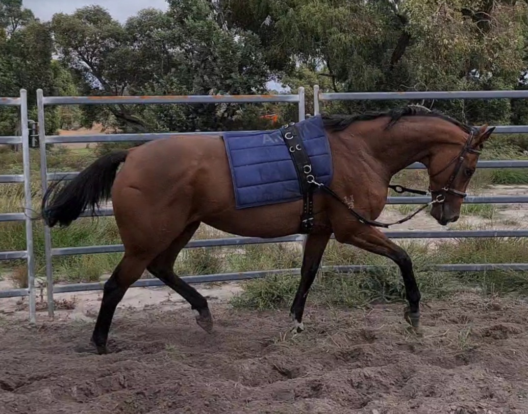 QUALITY MARE on HorseYard.com.au