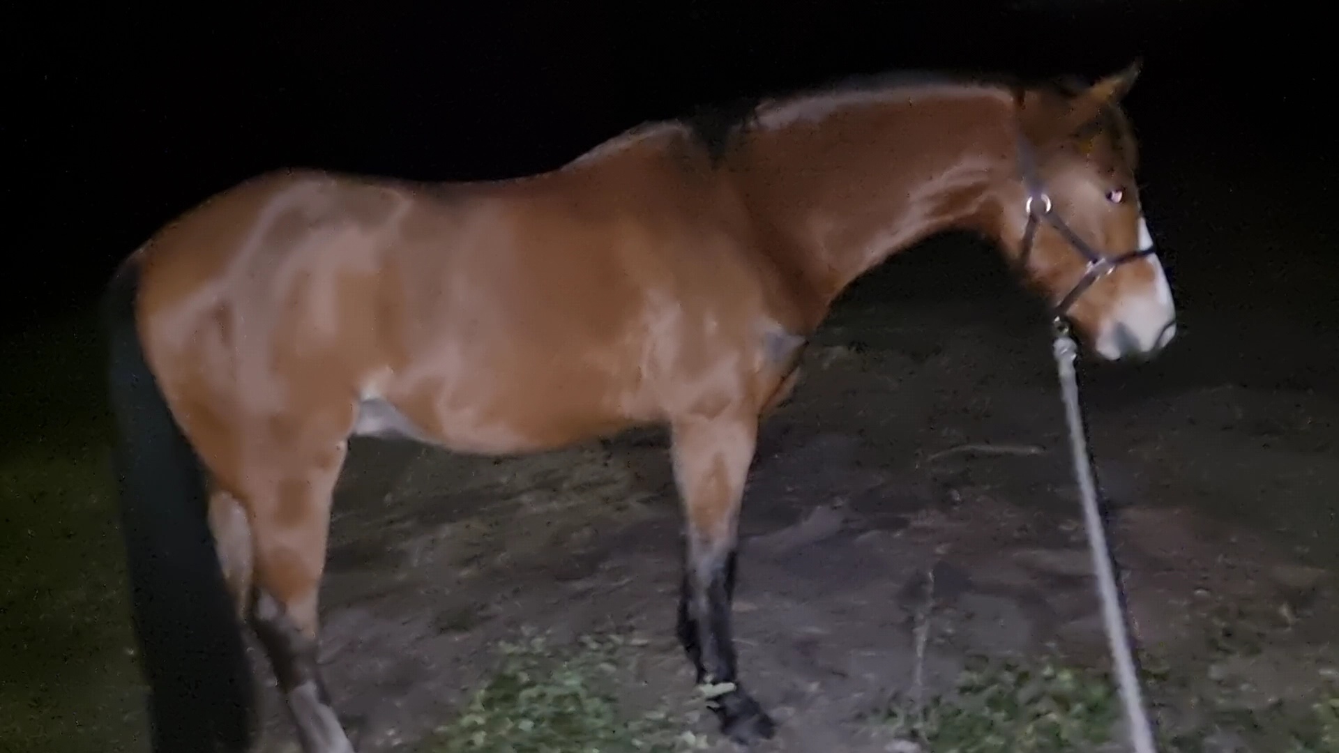 Royal Quality Large Hunter Pony on HorseYard.com.au